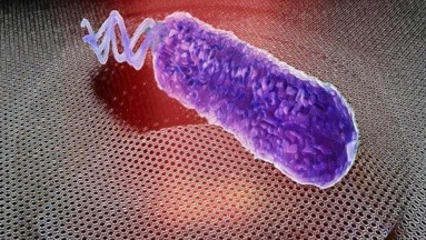 Logran escuchar las bacterias que no mueren por uso de antibiótico 