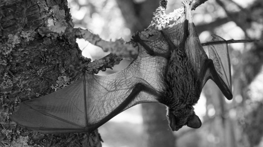 Hombre muere tras mordida de murciélago en Jalisco(pexel)