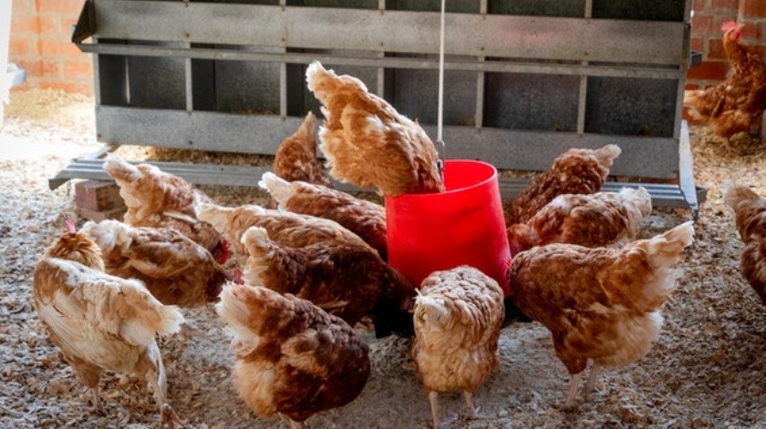 La gripe aviar se registró por primera vez en humanos en China.(Pexels.)