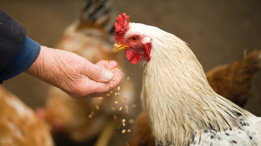 Primer caso de influenza aviar en Colorado(PEXELS)