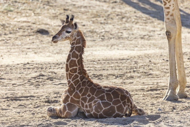  La jirafa atacó a una mujer y su bebé en un safari. 