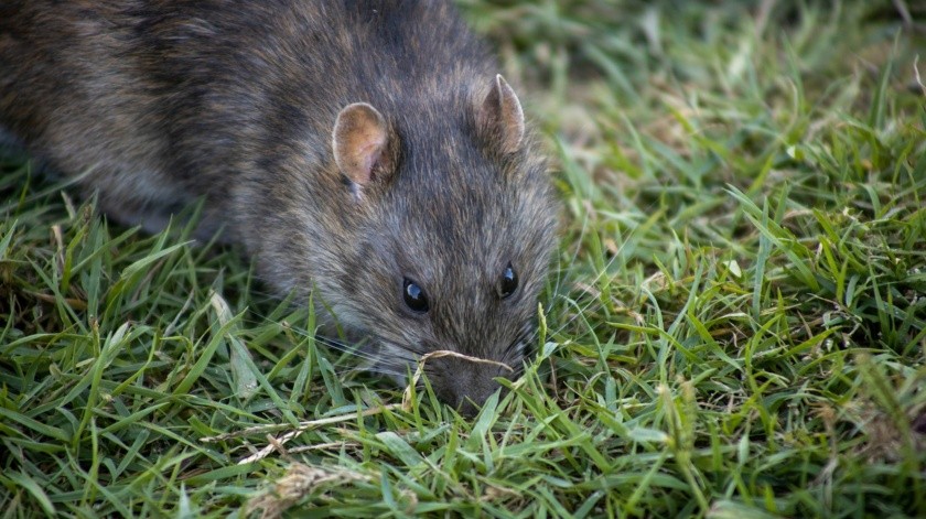 ¿Qué enfermedades puede transmitir una rata a los humanos?(PEXELS)