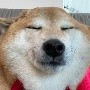 Cheems, el perrito de los memes de la 'amsiedad', está enfermo por pancreatitis