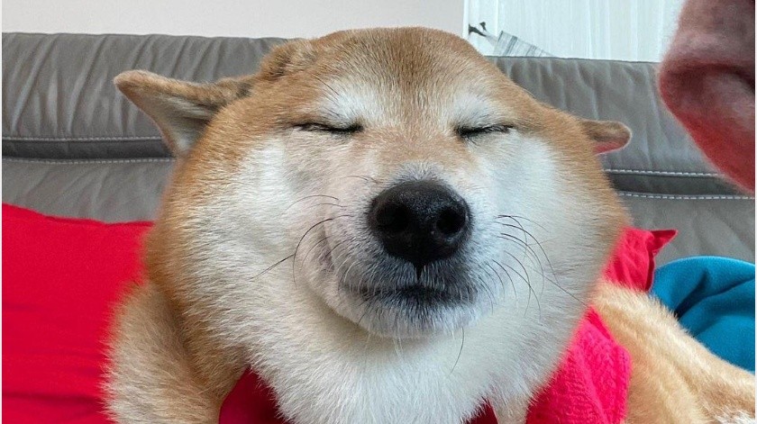 El perrito de los memes habría sido diagnosticado con pancreatitis.(Instagram)