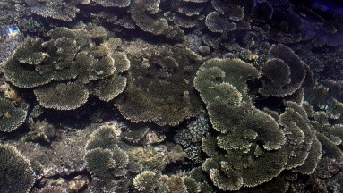 Cáncer: Hallan en corales blandos un compuesto prometedor contra la enfermedad