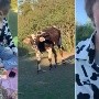 TIKTOK: Vaca se invita a picnic y persigue a joven que traía ropa del mismo print