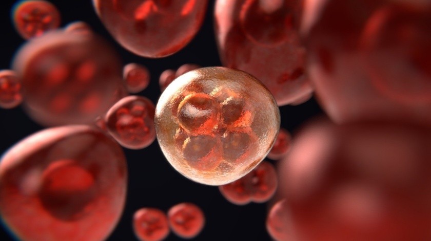 La leucemia es el cáncer de los tejidos que forman la sangre en el organismo(PIXABAY)