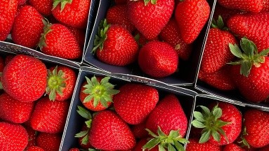 FDA investiga brote de hepatitis A por posible relación con fresas orgánicas