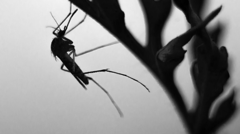 El dengue es transmitido por medio de la picadura de un mosquito(PEXELS)