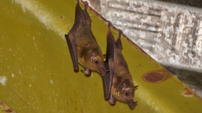 El murciélago es el principal transmisor de la rabia.(Secretaría del Medio Ambiente)