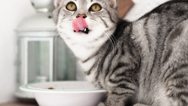 Estas marcas de comida para gato no tienen los ingredientes que prometen: Profeco