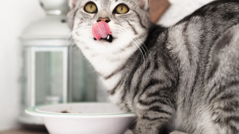 La Profeco hizo un estudio sobre varias marcas de comida para gato.(Unsplash)