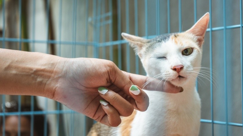 Se reporta transmición de covid-19 de gato a humano(UNPLASH)