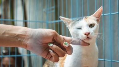 Un gato contagia de Covid-19 a un humano por medio de un estornudo