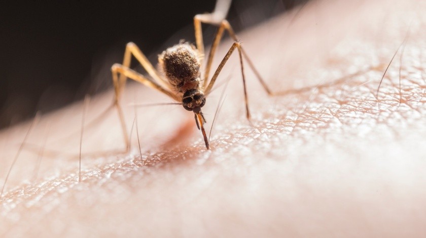 Ha surgido interés por saber por qué los mosquitos pican más a unas personas que a otras.(Pexels)