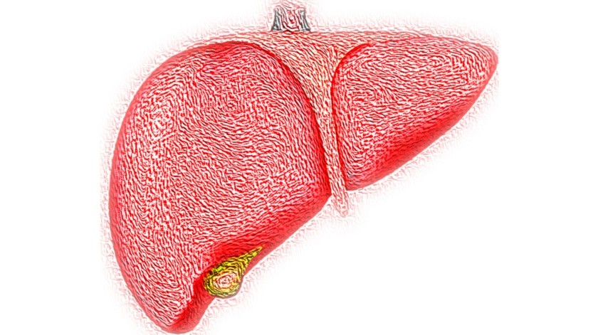 El hígado se regenera solo.(Pixabay)