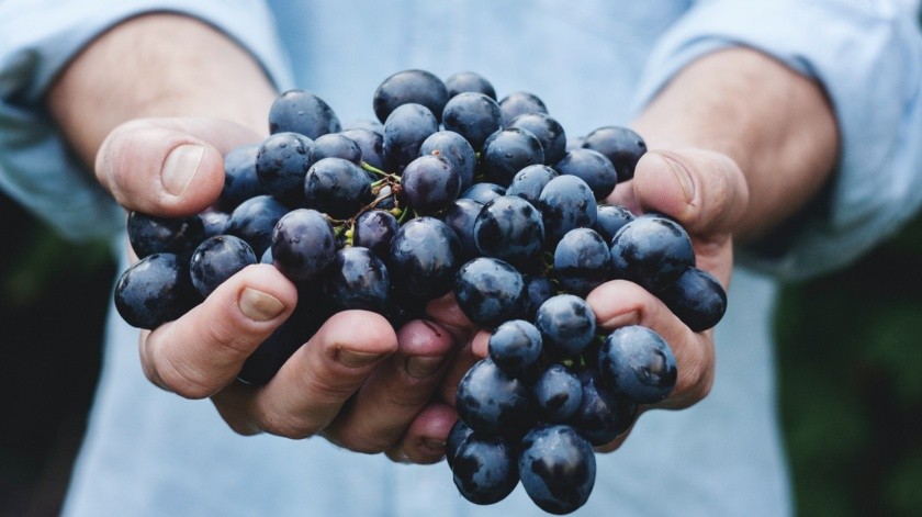 Las uvas aportan vitaminas y minerales al organismo.(Unsplash)