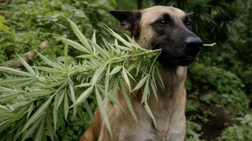 Las mascotas en Colombia pueden obtener tratamientos a base de cannabis.(EFE.)