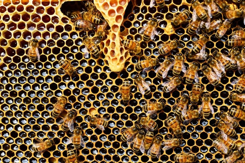 La miel contiene muchos antioxidantes y la piel los puede aprovechar. Archivo GH.  