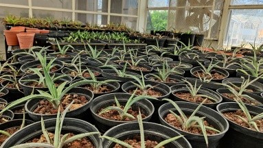 Para el control de peso y diabetes, centro mexicano estudia sustancias del agave
