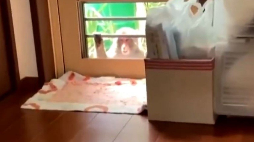 Ataques de monos mantiene en alerta a policía.(Captura de video)