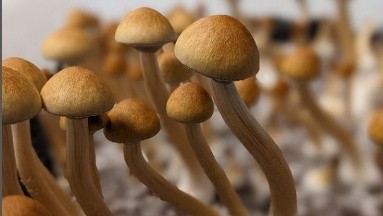 FDA autoriza primer ensayo con derivados de hongos alucinógenos