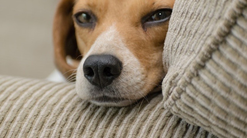 Los perros beagles fueron hallados en Virginia.(Pexels.)