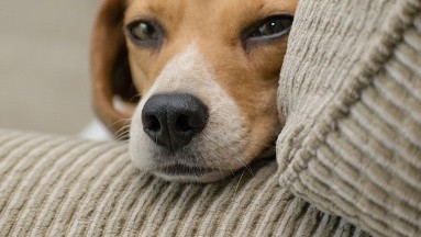 Rescatan a 4 mil perros beagles en EU  vendidos para experimentos con drogas
