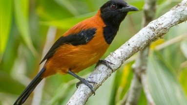Primer ave en el mundo considerada como venenosa; provoca parálisis y puede ser mortal