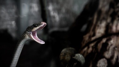 Niña de 2 años es mordida por una serpiente; ella le devuelve el mordisco para defenderse