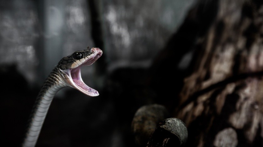 La niña reaccionó a la mordida de la serpiente.(Pixabay)
