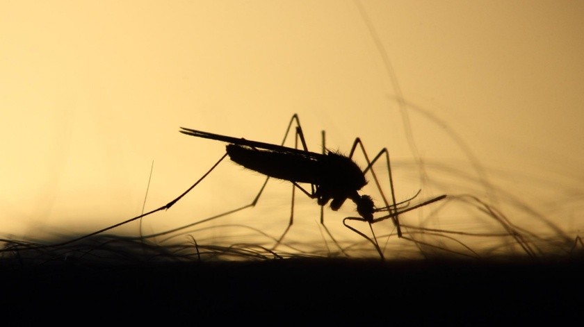 Los moscos infectados pueden transmitir el virus a las personas a través de una picadura(PixaBay)