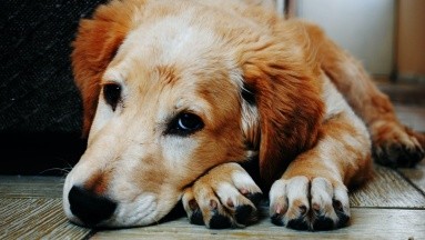 ¿Perros con demencia?: Estudio revela signos de alerta ante el deterioro cognitivo canino
