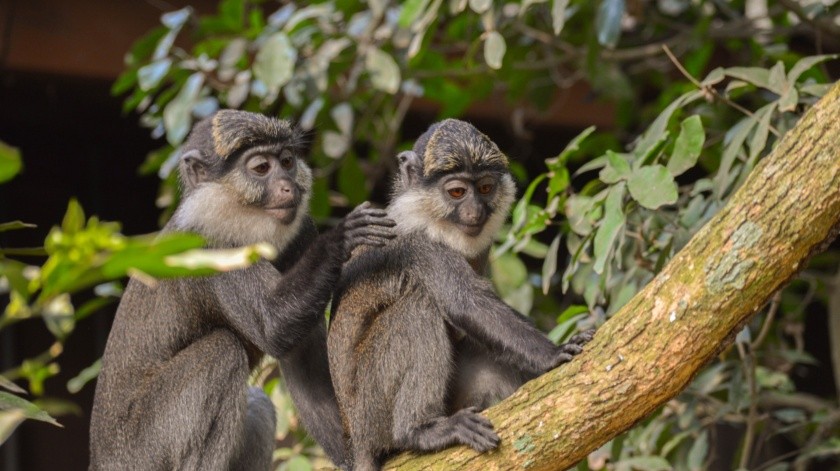 El estudio mostró aspectos de la vida sexual de los monos.(Pexels)