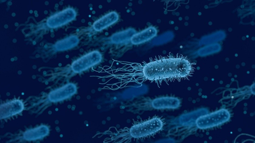 Bacteria Legionella(UNSPLASH)