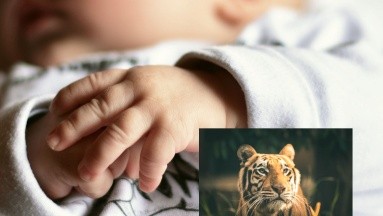 Madre lucha con sus propias manos para salvar a su bebé que era atacado por un tigre