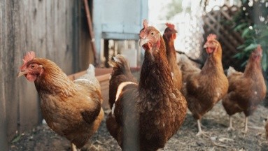 Granja sacrifica 3 millones de pollos por un brote de gripe aviar en Estados Unidos