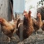 Granja sacrifica 3 millones de pollos por un brote de gripe aviar en Estados Unidos