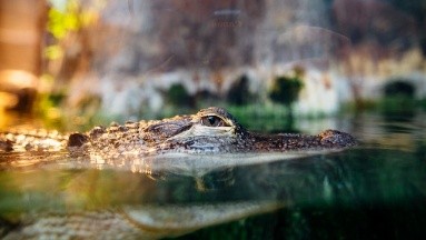 Hombre lo ataca un caimán en Florida: Sentí los dientes y oí mi mandíbula quebrarse