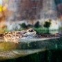Hombre lo ataca un caimán en Florida: Sentí los dientes y oí mi mandíbula quebrarse