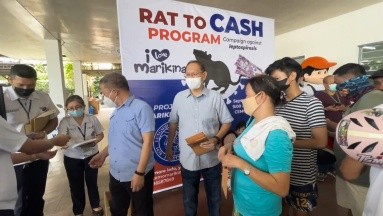 Insólito programa para frenar leptospirosis en Indonesia: Pagan dinero por cazar ratas