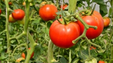 El tomate contiene muchos antioxidantes para frenar el envejecimiento