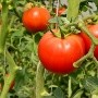 El tomate contiene muchos antioxidantes para frenar el envejecimiento