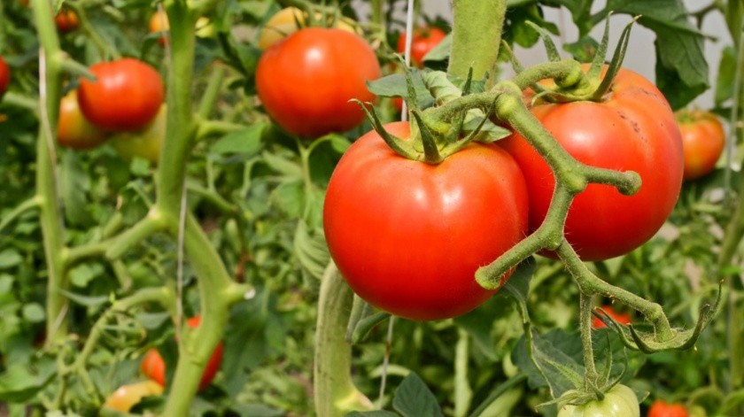 El tomate contiene licopeno.