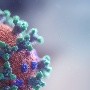 Nuevo virus descubierto en murciélagos de Rusia preocupa a científicos