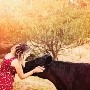 ¿Te sientes estresado? Abrazar a una vaca podría solucionarlo