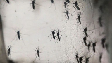 Bolivia: Contagios diarios de dengue suben de 70 a 166