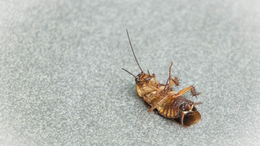 Las cucarachas son transmisoras de bacterias.(Pexels)