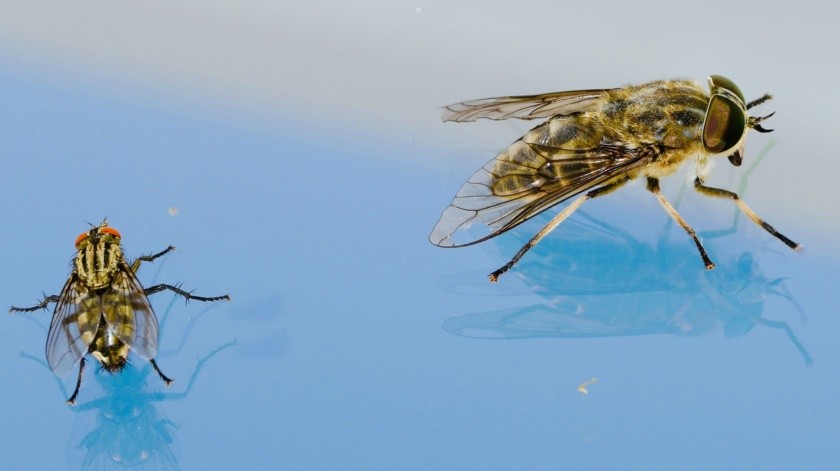 La solución para deshacerte de la plaga de moscas(UNSPLASH)