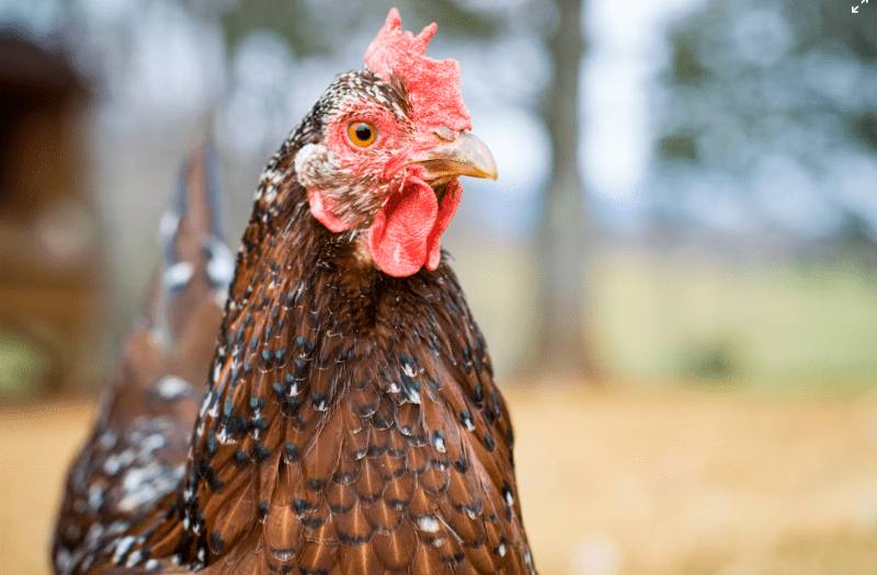  Hay una cepa de gripe aviar llamada H5N1